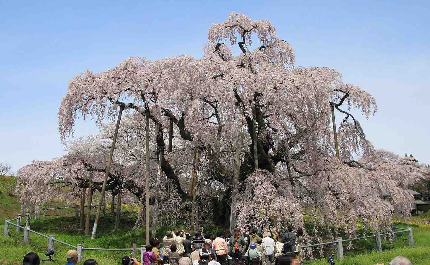 サクラ(山桜・6人掛け・樹齢約160〜210年)