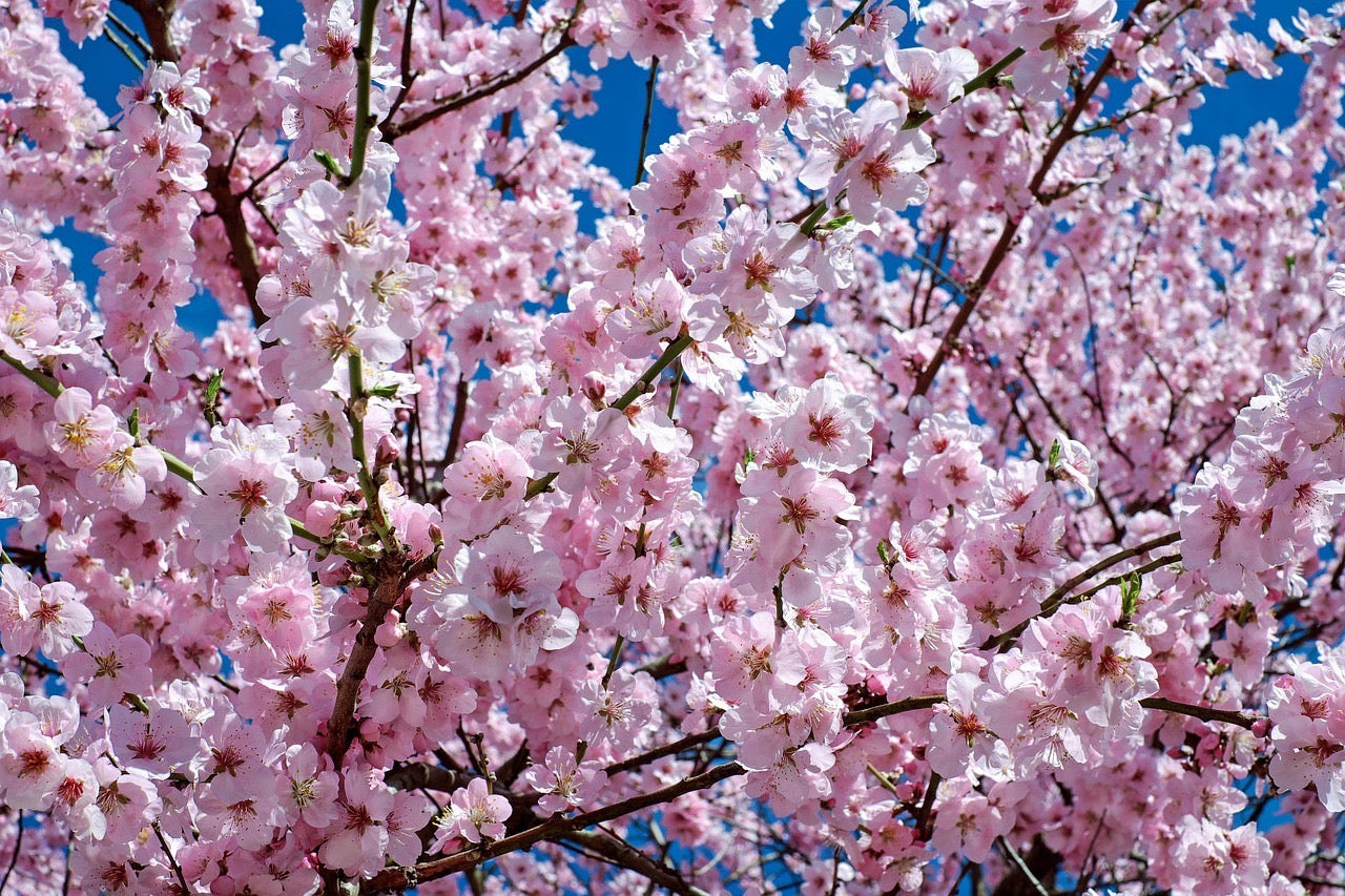 サクラ(山桜・6人掛け・樹齢約160〜210年)